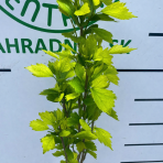 Ibištek sýrsky (Hibiscus syriacus ) ´Gandini Santiago´®- výška 120-130 cm, kont. C5L - NA KMIENKU